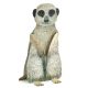 Meerkat