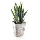 Sansevieria