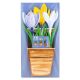 3D Greeting Card Crocuses