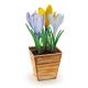 3D Greeting Card Crocuses