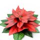 Poinsettia