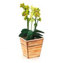 3D-Grusskarte Orchidee