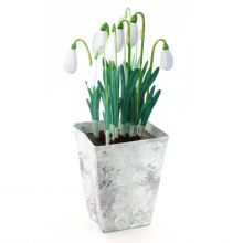 3D Greeting card snowdrops